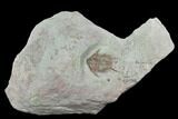 Ordovician Foulonia Trilobite - Fezouata Formation #130437-1